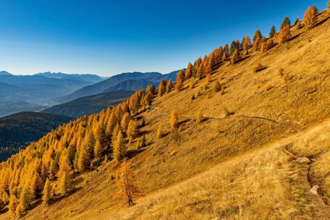 Autumnal larch forest on a mountain slope against a blue sky