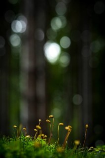 Sprouted Beechcker (Fagus)
