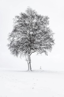 Single tree with field cross in winter light landscape