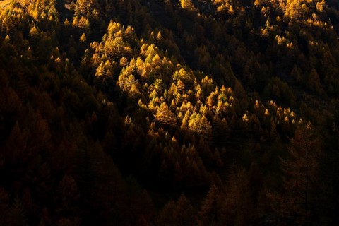 Autumn mountain larch forest (Larix decidua) with light and shade