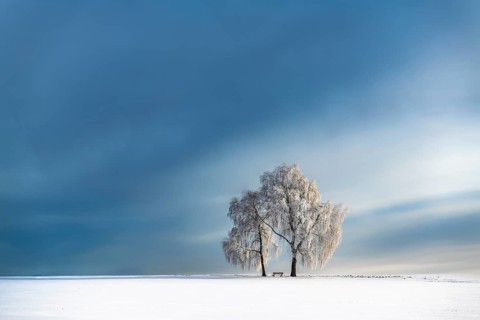 Snow-covered Birches (Betula) in winter landscape in front of a blue cloudy sky