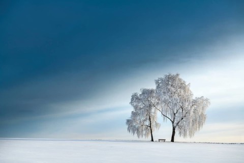 Snow-covered Birches (Betula) in winter landscape in front of a blue cloudy sky