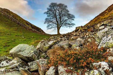 Bald tree in autumn landscape