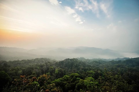 Tropical jungle