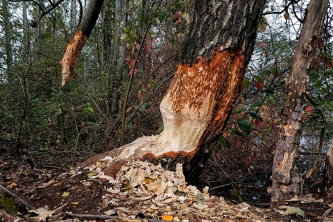 Beaver damage