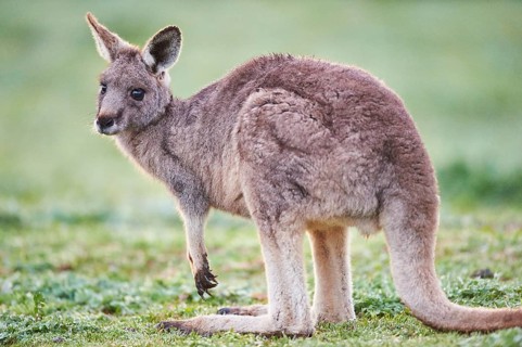Eastern grey kangaroo (Macropus giganteus) standing on a meadow