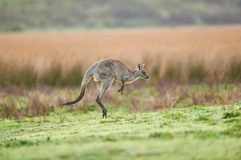 Eastern grey kangaroo (Macropus giganteus) jumping on a meadow