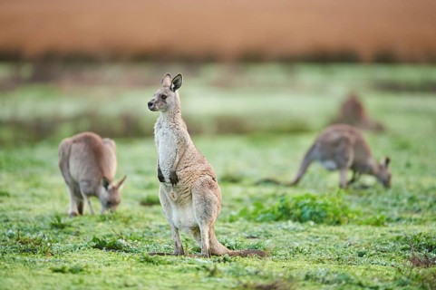 Eastern grey kangaroos (Macropus giganteus) grazing on a meadow