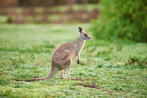 Eastern grey kangaroo (Macropus giganteus) standing on a meadow