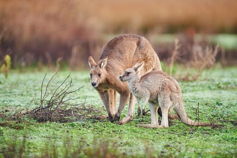 Eastern grey kangaroos (Macropus giganteus) with young on a meadow