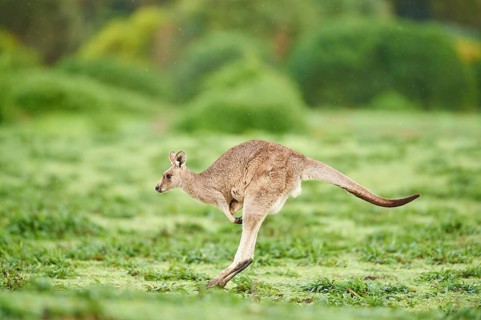 Eastern grey kangaroo (Macropus giganteus) jumping on a meadow