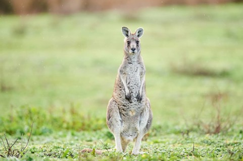 Eastern grey kangaroo (Macropus giganteus) standing on a meadow