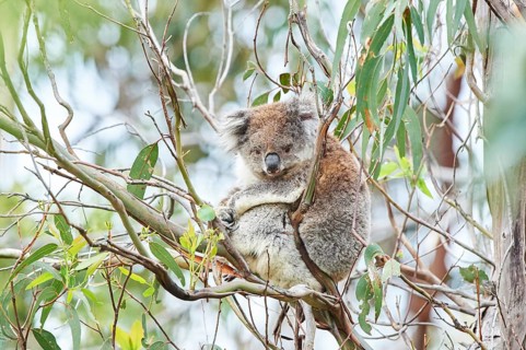 Koala (Phascolarctos cinereus) sitting in an Eucalyptus tree (Eucalyptus)