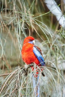 Crimson rosella (Platycercus elegans)