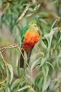 Australian king parrot (Alisterus scapularis)