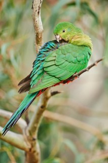 Australian king parrot (Alisterus scapularis)