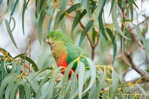 Australian king parrot (Alisterus scapularis)