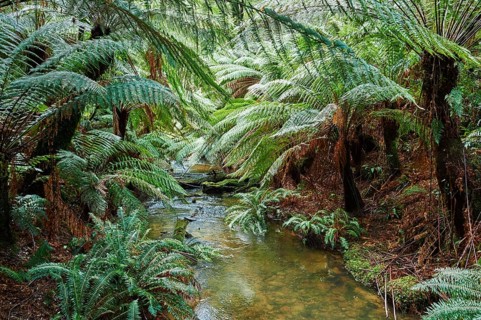 Brook through the rainforest