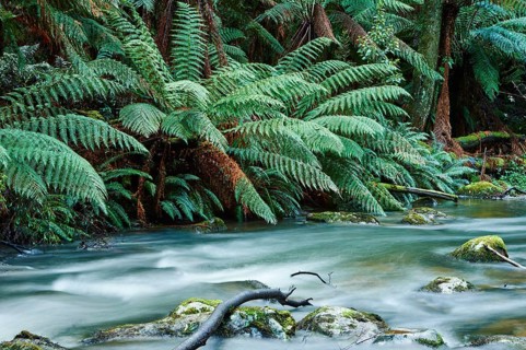 Brook in the rainforest