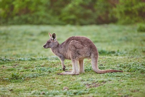 Eastern grey kangaroo (Macropus giganteus) on a meadow