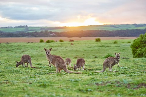 Eastern grey kangaroos (Macropus giganteus) grazing on a meadow