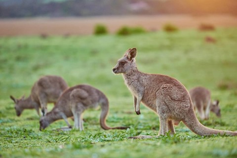 Eastern grey kangaroos (Macropus giganteus) grazing on a meadow