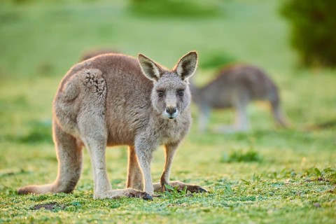 Eastern grey kangaroo (Macropus giganteus) on a meadow