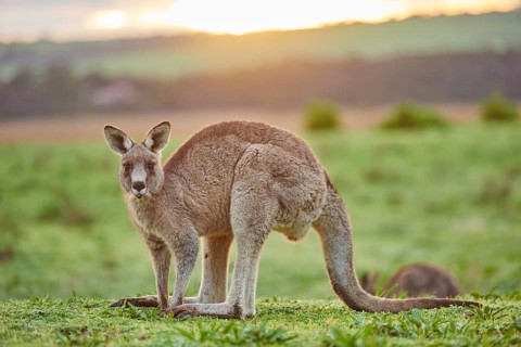 Eastern grey kangaroo (Macropus giganteus) on a meadow