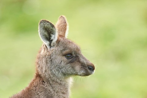 Portrait of an Eastern grey kangaroo (Macropus giganteus)