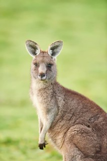 Eastern grey kangaroo (Macropus giganteus)