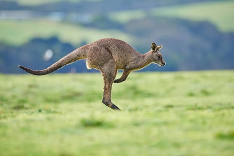Eastern grey kangaroo (Macropus giganteus) jumping on a meadow