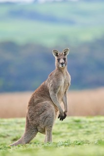 Eastern grey kangaroo (Macropus giganteus)