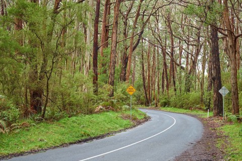 Lighthouse Road going through a Eucalyptus forest (Eucalyptus)