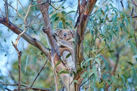 Koala (Phascolarctos cinereus)