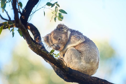 Koala (Phascolarctos cinereus)