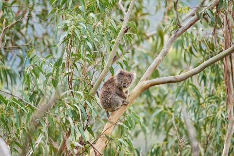 Koala (Phascolarctos cinereus)