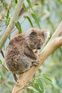 Koala (Phascolarctos cinereus)
