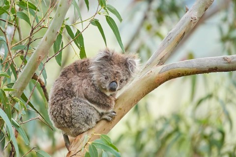 Koala (Phascolarctos cinereus)