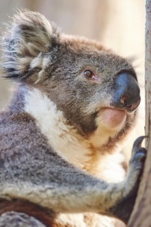 Koala (Phascolarctos cinereus)