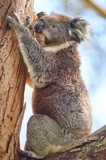 Koala (Phascolarctos cinereus)