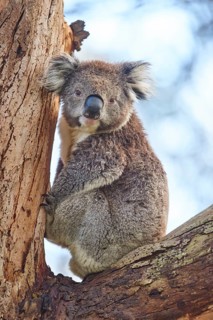 Koala (Phascolarctos cinereus)