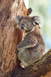 Koala (Phascolarctos cinereus)