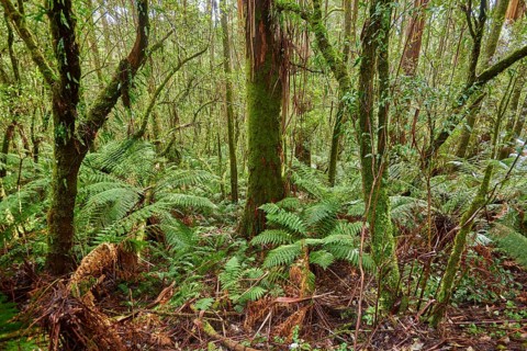 Forest with ferns
