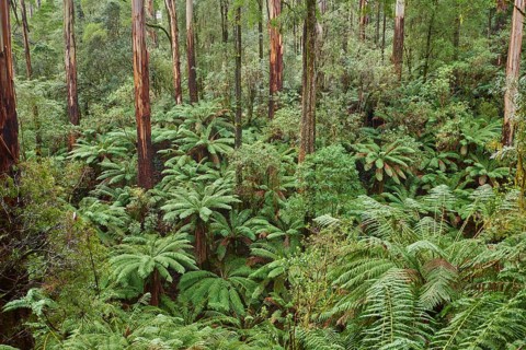 Forest with fern trees (Cyatheales)