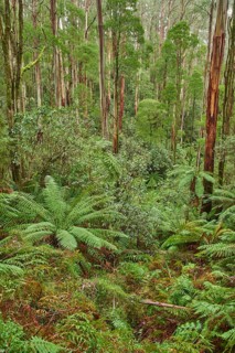 Forest with fern trees (Cyatheales)