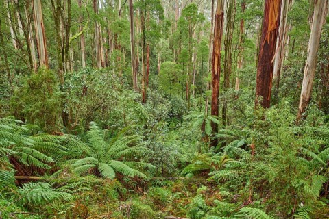 Forest with fern trees (Cyatheales)