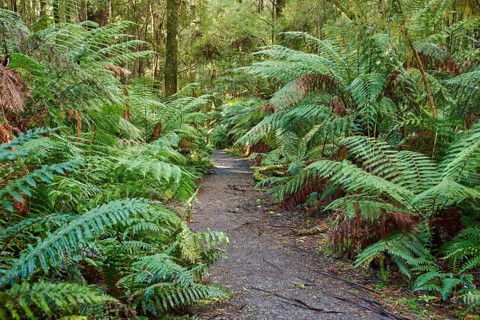 Hiking way through the forest with ferns (Tracheophyta)