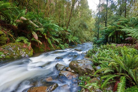 Brook in the rainforest