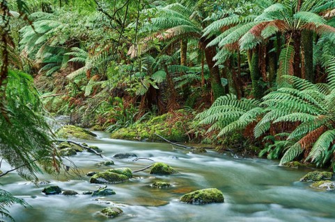Brook in the rainforest