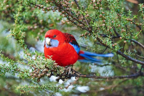 Crimson rosella (Platycercus elegans)